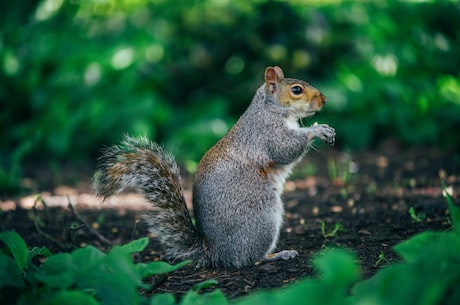 Squirrel是什么意思？原来像松鼠一样的小动物能如此可爱！