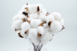 为什么现在的棉花被越来越不受欢迎？