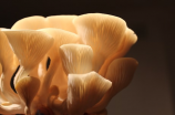 凤尾菇的惊人益处与健康秘密