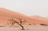 旱伞草：沙漠绿洲中的生命之光