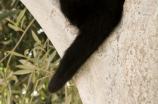 黑猫——神秘而神奇的动物