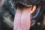 舌头发麻可能代表着哪些身体信号？