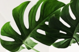 绿碳化硅(利用绿碳化硅技术打造更健康的生活环境)
