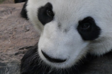 白色大熊猫的珍贵与不同寻常